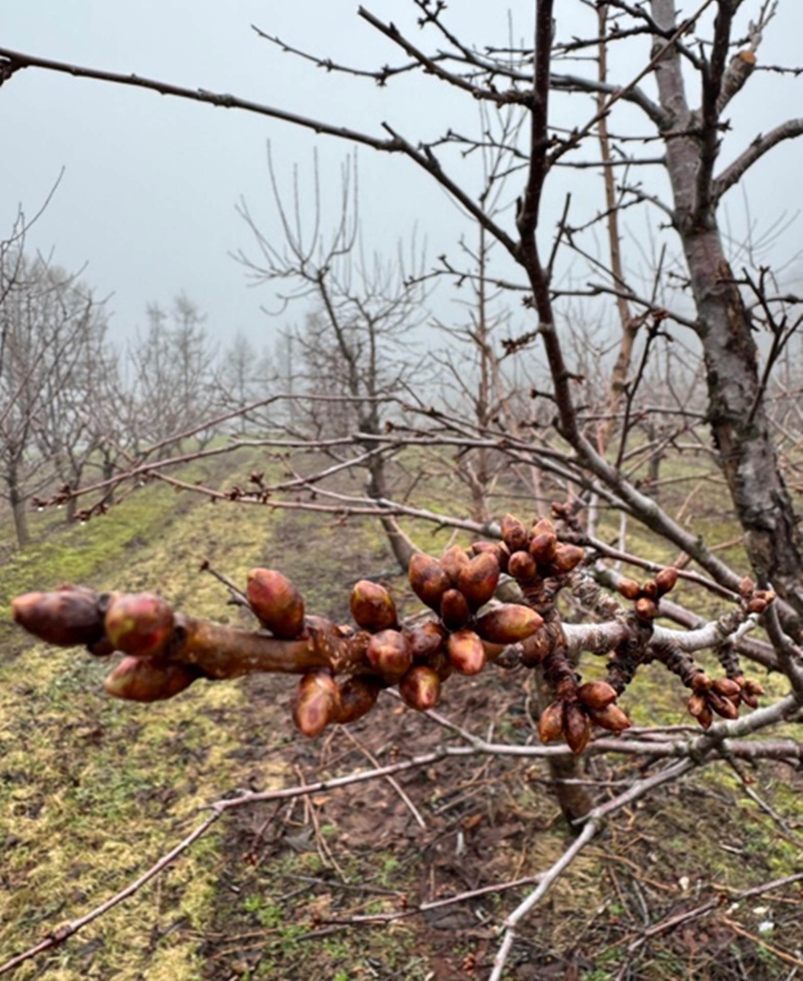 A closeup of Benton sweet cherry buds.